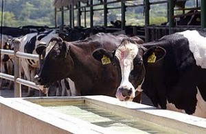 Puerto Rico's dairy plants have not been operating at their peak in recent years, Agriculture Secretary Myrna Comas said. (Credit: Carlos Anguita)