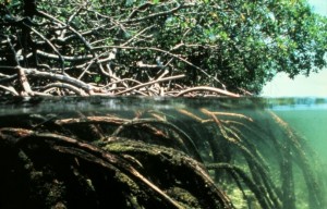 Wetlands in Loíza and Canóvanas. (Credit: Wikipedia)