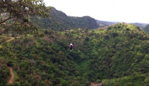 toroverde