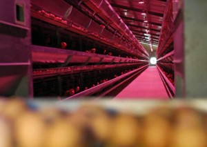 Yanice Deynes, president of Pujols Poultry Farm, will offer a testimonial on how her business has succeeded.