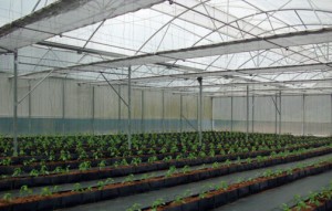 The greenhouse currently has 2,000 plants and an experimental area dedicated to producing different tomato and pepper varieties.