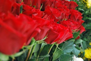 Colombia’s traditional red “Freedom” roses are the flowers with the highest demand around Valentine’s Day. (Credit: Proexport)
