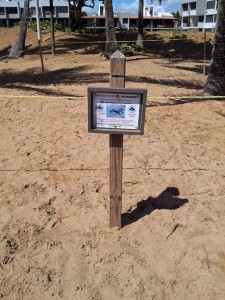 The first leatherback sea turtle of the season arrived to nest two weeks ago and the turtles are expected to hatch sometime during May.