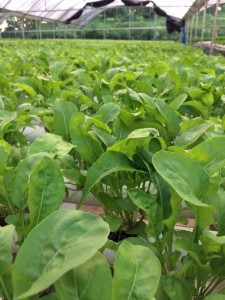 Finca La Tosca is one of the producers included in the farmers network.