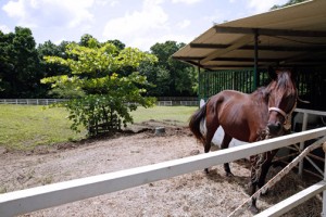 Developed through a public-private initiative and an estimated investment of $500,000, the facilities at Hacienda Siesta Alegre will have 24 stables, a room for performing necropsies and infirmary facilities.