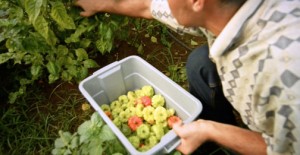 Walmart Puerto Rico purchases from more than 500 local farmers to supply its local stores.