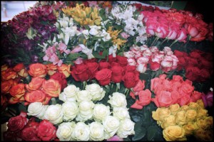 Colombia produces some of the world's most beautiful and long-lasting roses, Procolombia officials said.