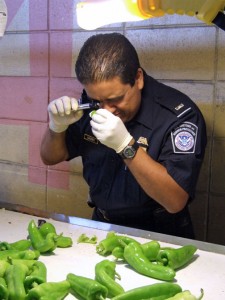 A U.S. Customs and Border Patrol inspector checks for "Medfly" bugs in imported peppers.